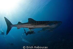 Big fish, happy divers :) by Erich Reboucas 